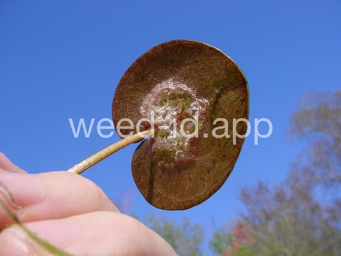 frogbit, American